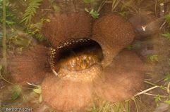 Rafflesia - Zum Vergroessern klicken!